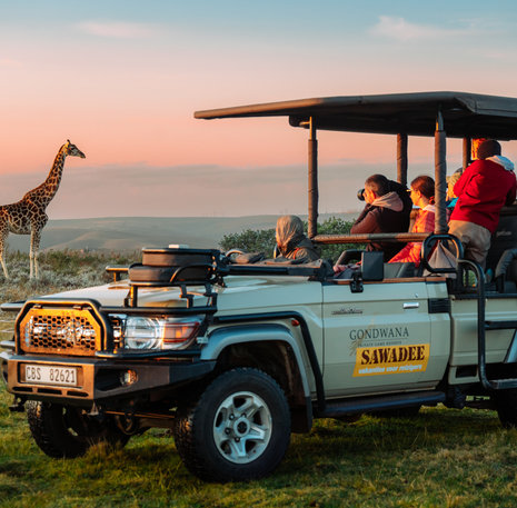 Giraffe safari