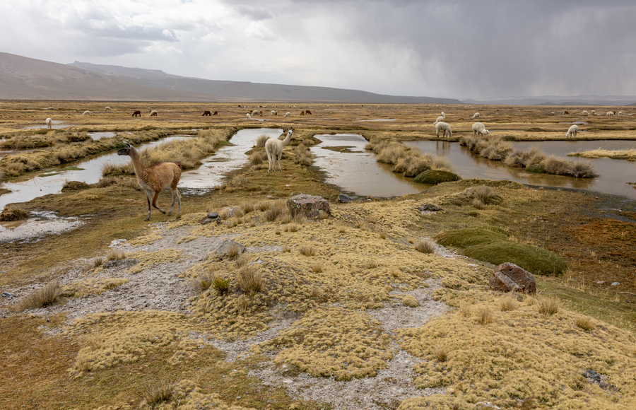 Groepsreis Peru lama's
