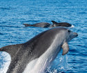 Madeira dolfijnen