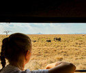 Olifant vanuit jeep