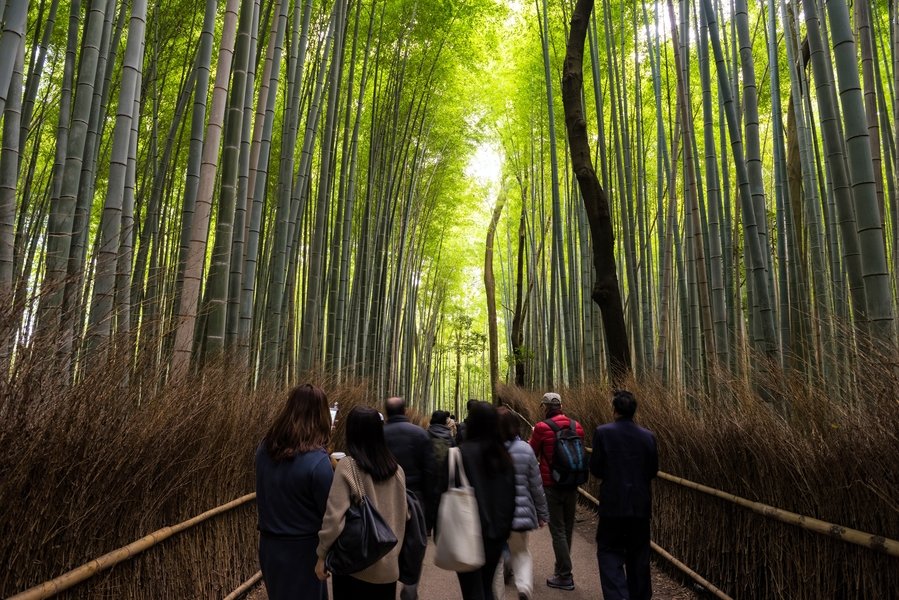 Bamboo Arashiyama