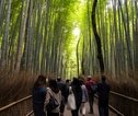 Bamboo Arashiyama