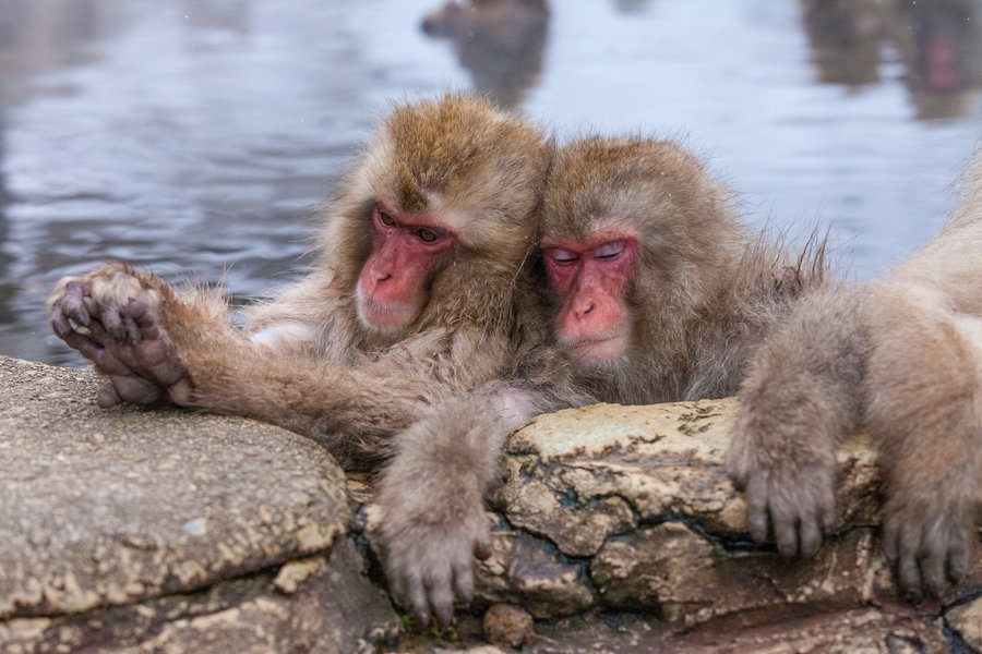 Snow monkeys