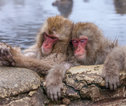 Snow monkeys