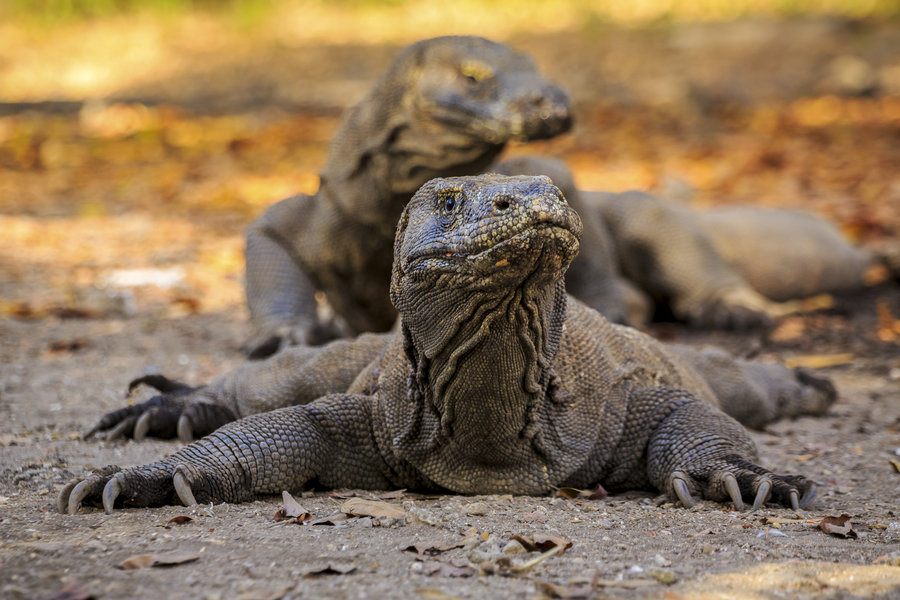 Familiereis Kleine Sunda Eilanden Indonesië