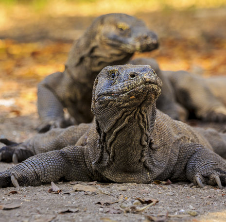 Familiereis Kleine Sunda Eilanden Indonesië