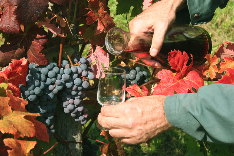 Smartno Loop - wijnproeverij