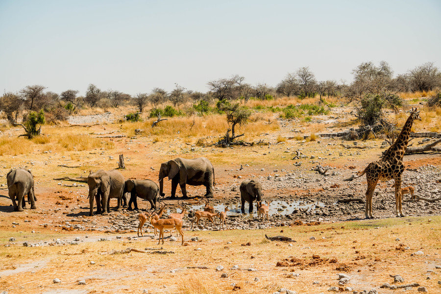 Etosha NP Namibië