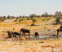Etosha NP Namibië
