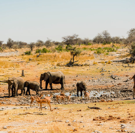 Etosha NP Namibië