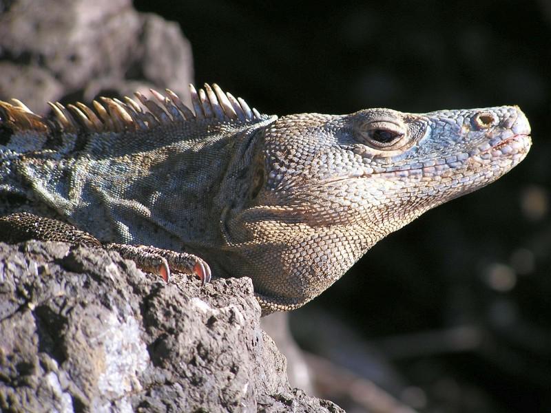 Leguaan Costa Rica