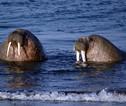 Walrussen in het Noordpoolgebied
