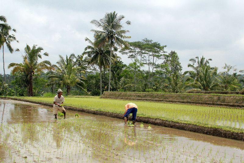 familiereis Indonesië Ubud