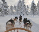 Rondreis Lapland sleehonden