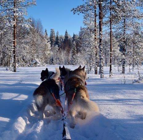 Rondreis Lapland husky