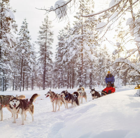Rondreis Lapland huskytocht