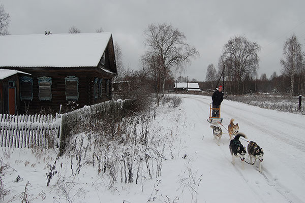 Rusland, Kotkishevo, husky