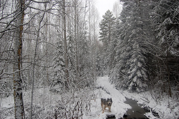 Rusland, Kotkishevo, husky