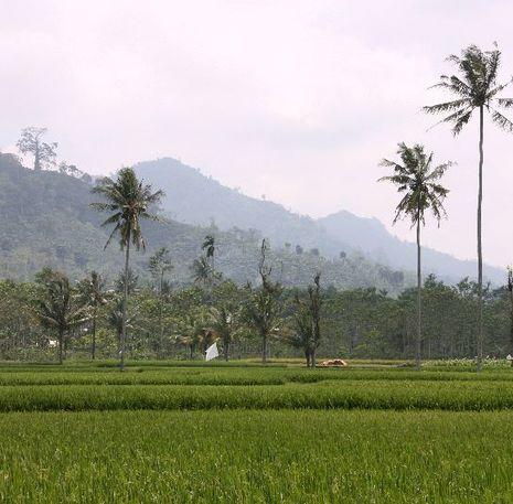 Bali