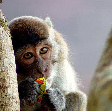 Kalimantan aap