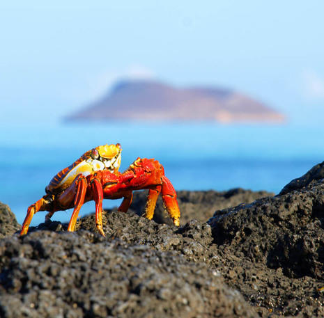 Bachas Beach crab