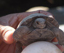 baby schildpad