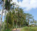 Fietstocht Ubud