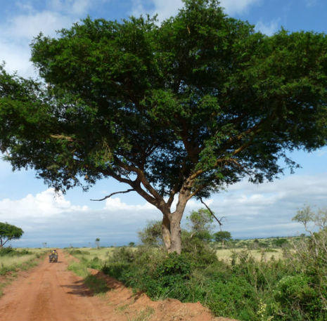 Landschap Uganda