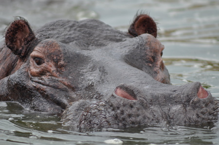 Wildlife Uganda Queen Elizabeth NP