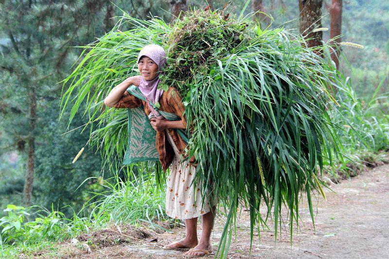 Indonesië Tawamangu