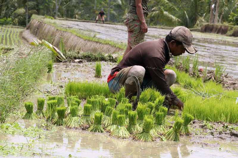 Rijstvelden Indonesië