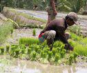 Rijstvelden Indonesië