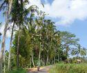 Fietstocht Ubud