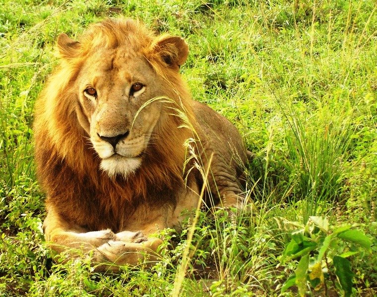 Leeuw Uganda