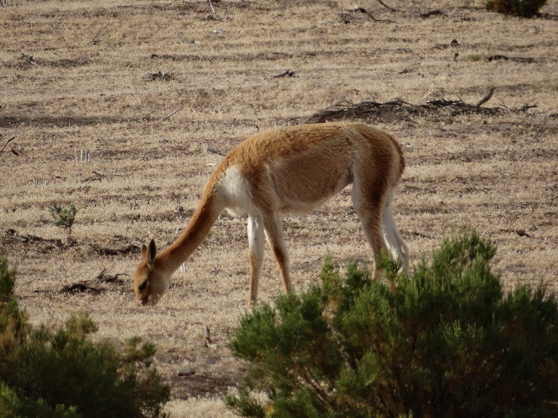 vicuña's in Zuid-Amerika