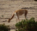 vicuña's in Zuid-Amerika