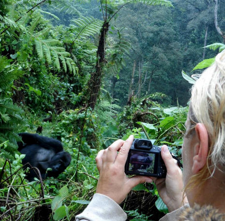 Gorilla trekking