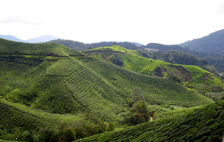Cameron Highlands