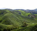Cameron Highlands
