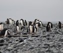 Poolreis Antarctica