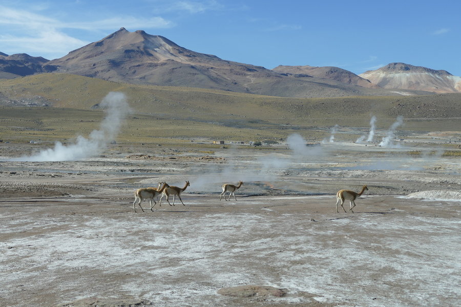 Wildlife, vicuñas, geisers
