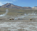 Wildlife, vicuñas, geisers