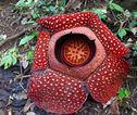 Raflesia Indonesië