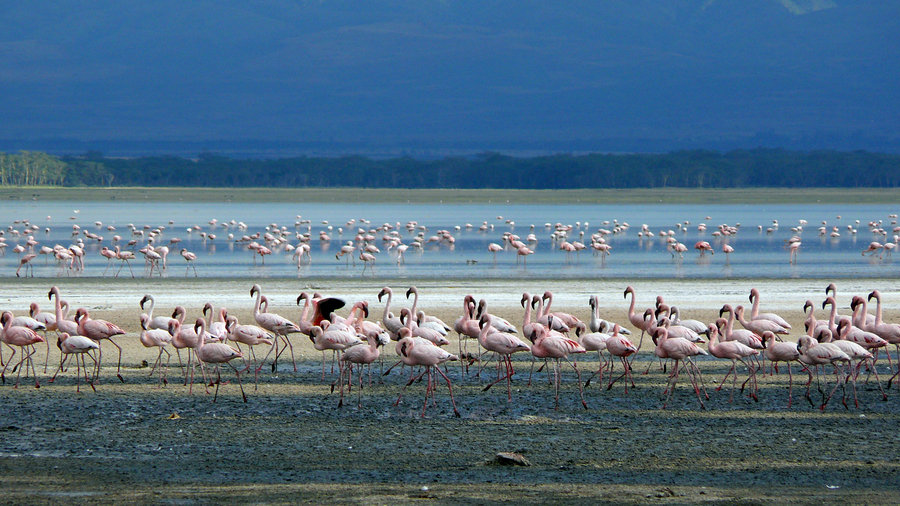 Lake Nakuru
