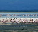 Lake Nakuru