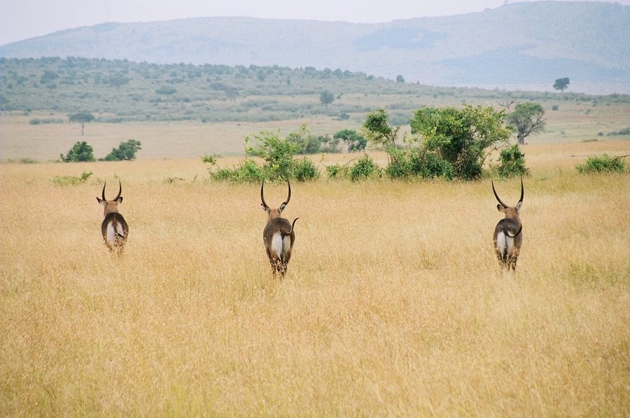 Rondreis Kenia en Tanzania Masai Mara