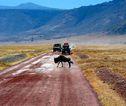 Ngorongoro krater