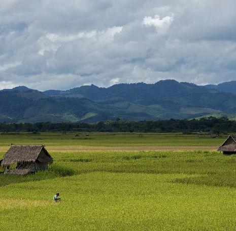Rijstvelden in Laos