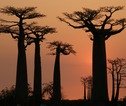 Baobabs Madagascar