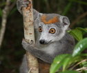 Lemur - Madagascar